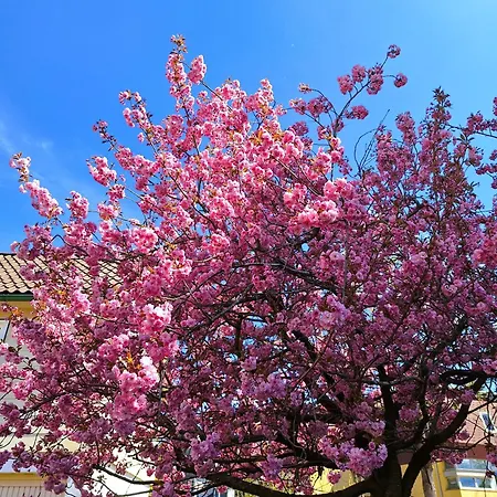 An Der Bode - Schicke 3 Zi Mit Balkon *