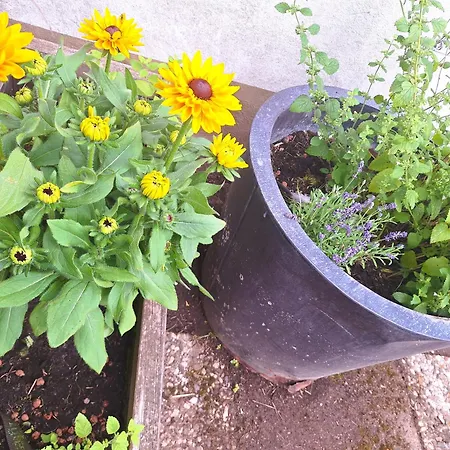 An Der Bode - Schicke 3 Zi Mit Balkon برونلاغ